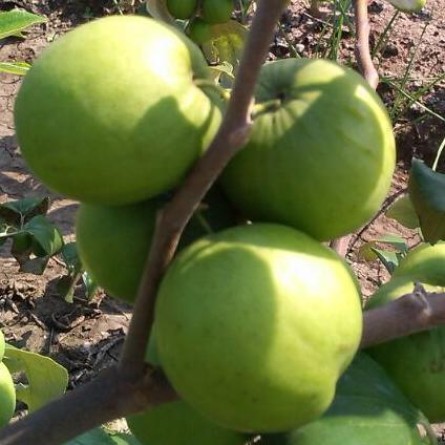 Apple Ber Plant